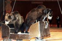 Source: A.R.M.O.R.Y - bears in circus [ 46.34 Kb ]