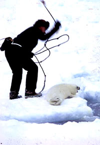 Seal hunt 23 [ 27.51 Kb ]
