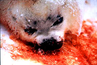 Seal hunt 26 [ 24.97 Kb ]