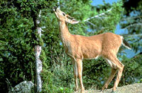 doe [ 47.46 Kb ]