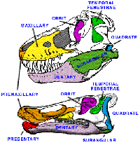 Head physionomy of plant and meat eater [ 25.54 Kb ]