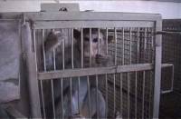 Macaque saved from a fatal experiment, now lives a normal life in a special animal sanctuary [ 26.80 Kb ]