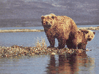 Medvjedi [ 124.93 Kb ]