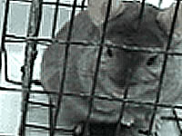 PetaTV: Chinchilla Farm Investigation