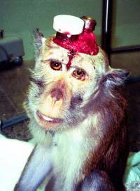 Pokus na majmunu [ 59.10 Kb ]