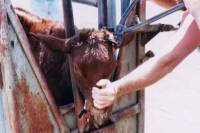 Rezanje rogova [ 33.69 Kb ]