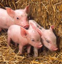Piglets [ 63.72 Kb ]