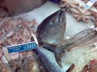 Fish market [ 48.40 Kb ]