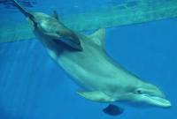 Dolphin with a baby [ 19.98 Kb ]