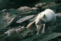 Wolf and a baby [ 37.73 Kb ]