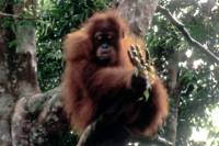 Source: www.dlarborist.com - Orangutan Source: www.dlarborist.com - Orangutan