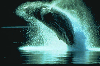 Whale Whale
