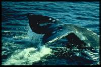 Source: www.animalphotolibrary.com - whale Source: www.animalphotolibrary.com - whale