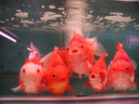 Source: www.norlos.com - Goldfish [ 133.11 Kb ]
