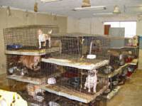 Source: www.puppymillprotest.org - puppy mill Source: www.puppymillprotest.org - puppy mill