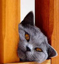 Cat [ 48.71 Kb ]