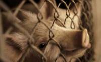 Pig behind bars [ 18.95 Kb ]