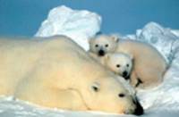 Polar bears Polar bears