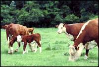 Source: www.animalphotolibrary.com - Grazing cows [ 29.49 Kb ]