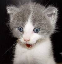 Kitten [ 34.77 Kb ]