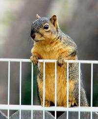 Squirrel [ 40.47 Kb ]
