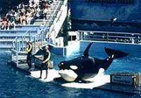 Helene O'Barry, Miami Seaquarium, Florida, SAD