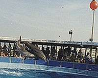 Helene O'Barry, Cattolica Dolphinarium, Italija
