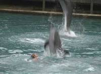 Program iskorištavanja dupina - izvor: http://www.miamiseaprison.com/swim.htm Program iskorištavanja dupina - izvor: http://www.miamiseaprison.com/swim.htm