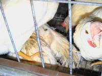 Battery cages [ 41.62 Kb ]