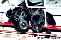 psi_pekas [ 21.95 Kb ]