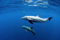 Dolphins Dolphins