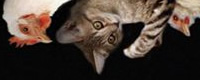 Photo of the month - Would you do this to your cat? [ 68.42 Kb ]