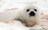 IFAW - grendlandski tuljan 1 [ 71.10 Kb ]