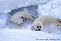 IFAW - grendlandski tuljan 3 [ 74.48 Kb ]