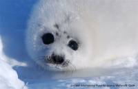 IFAW - grendlandski tuljan 4 [ 74.31 Kb ]