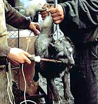 Krzno - Ubijanje lisice, elektrokucija [ 30.84 Kb ]