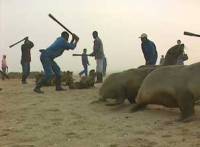 Namibian seal hunt 1 Namibian seal hunt 1