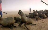 Namibian seal hunt 2 Namibian seal hunt 2