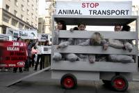 Prosvjed protiv transporta �ivotinja 2009. [ 468.19 Kb ]