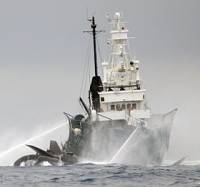 Ady Gil 1 - copyright Sea Shepherd [ 30.98 Kb ]