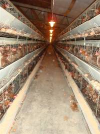 Starved hens of Poljoprerada 3 [ 107.28 Kb ]