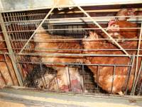 Starved hens of Poljoprerada 4 [ 196.72 Kb ]