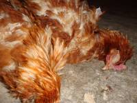 Starved hens of Poljoprerada 5 [ 171.46 Kb ]