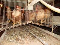 Starved hens of Poljoprerada 6 [ 211.29 Kb ]