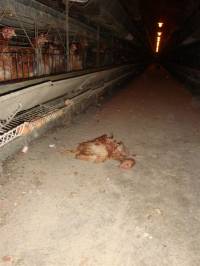 Starved hens of Poljoprerada 9 [ 81.93 Kb ]