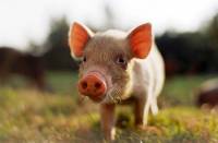 Pig [ 22.65 Kb ]