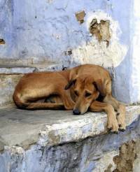 Abandoned dog [ 71.03 Kb ]