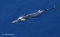 Veliki kit (Balaenoptera physalus), snimljen iz istra�iva�kog zrakoplova u sklopu Istra�ivanja dupina iz zraka, 2010. (foto: Plavi svijet) [ 49.41 Kb ]