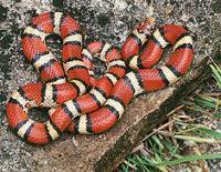 Snake 1