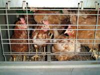 ''Enriched'' battery cages 1 [ 112.89 Kb ]